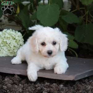 Marian, Bichon Frise Puppy